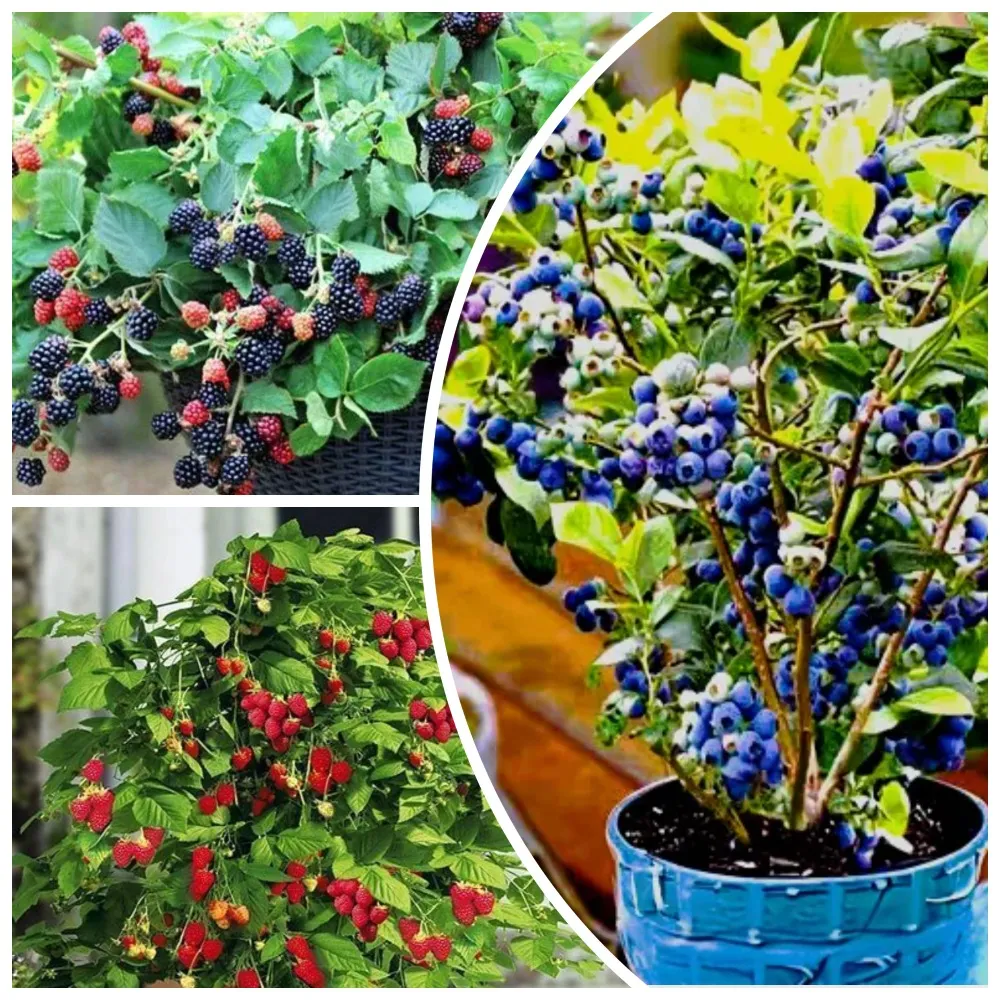 Сверхвыгода!Комплектрастенийдлядома"Ягодынаподоконнике"из3сортов