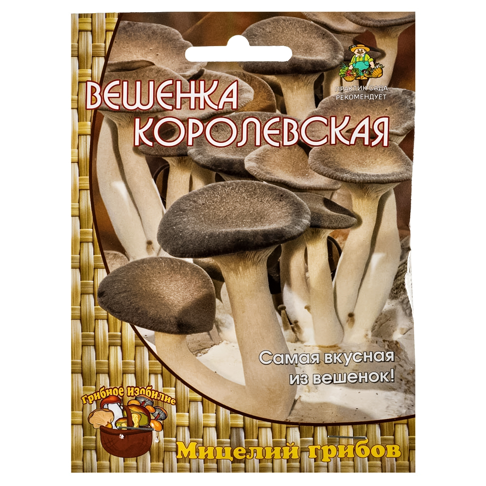 Вешенка Королевская Поиск