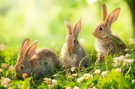 Календарь садовода и огородника на апрель 2020