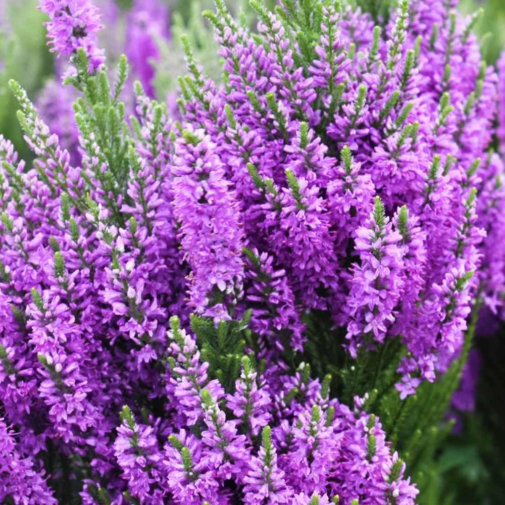 

Вероника колосковая Перпл Эксплоужн