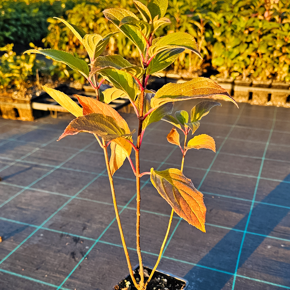 Гортензия метельчатая многоцветная Граффити