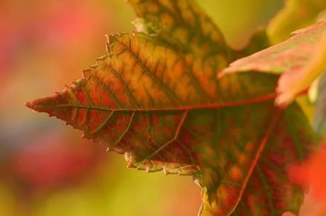 Календарь работ по лунному посевному календарю 2020 на Октябрь