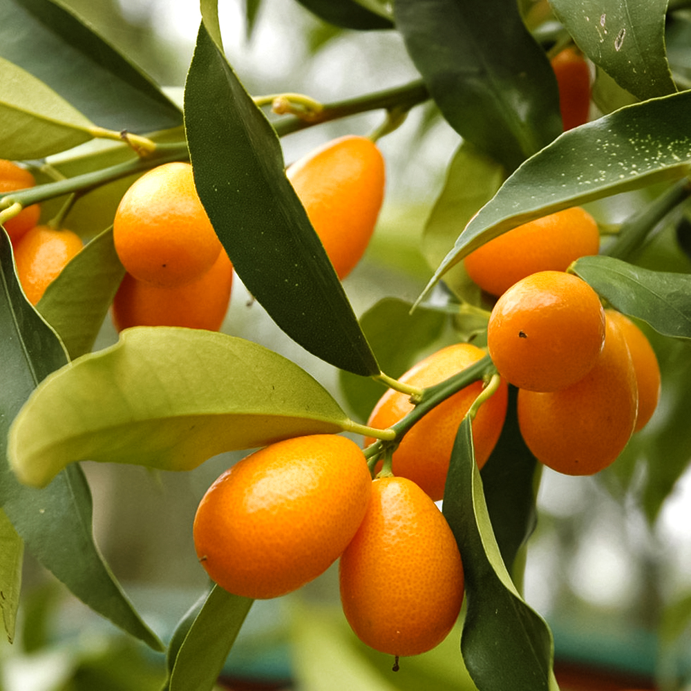 

Кумкват комнатный сладкий Мейва