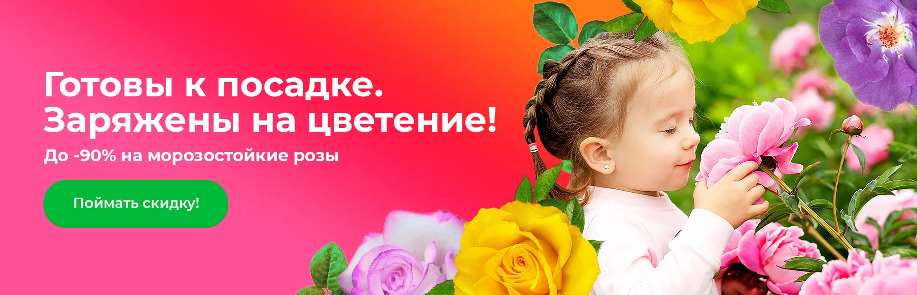 Готовы к посадке. Заряжены на цветение! До -90% на морозостойкие розы