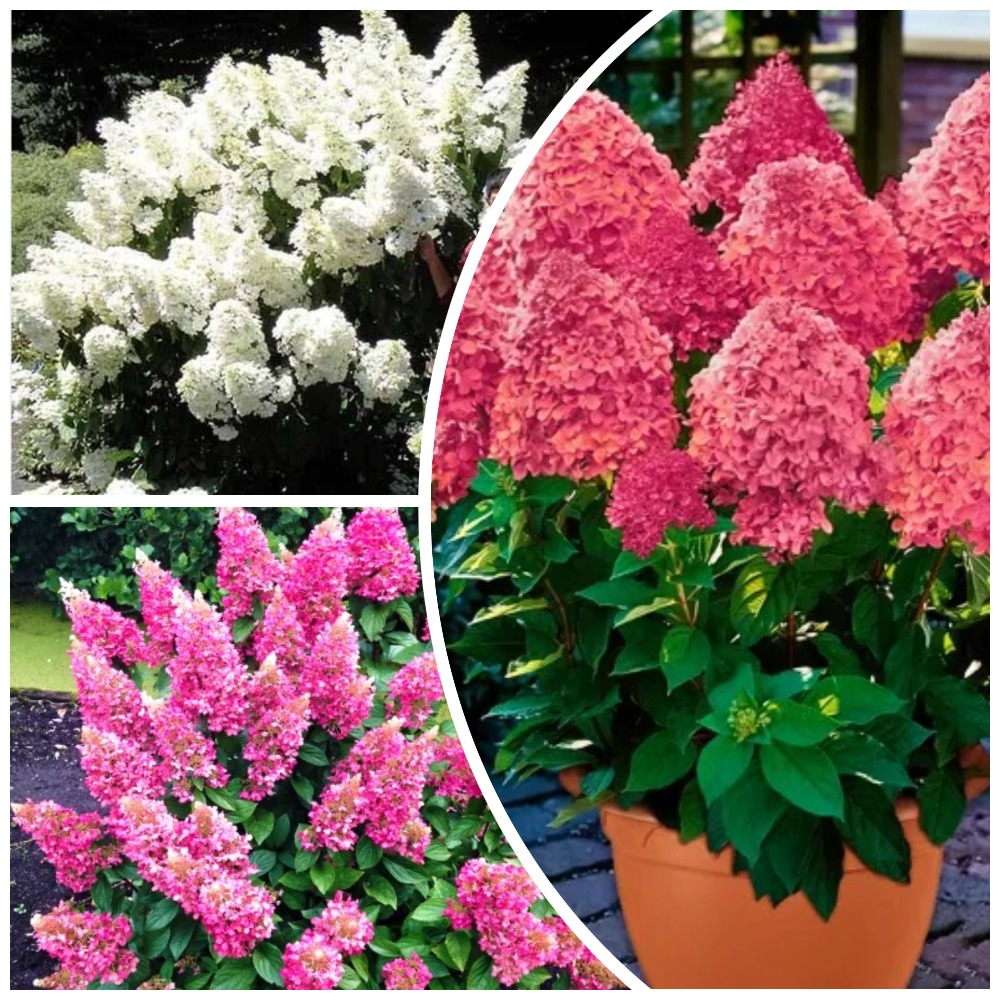 

Сверхвыгода! Комплект ультраморозостойких гортензий "Арктическое трио" из 3 сортов