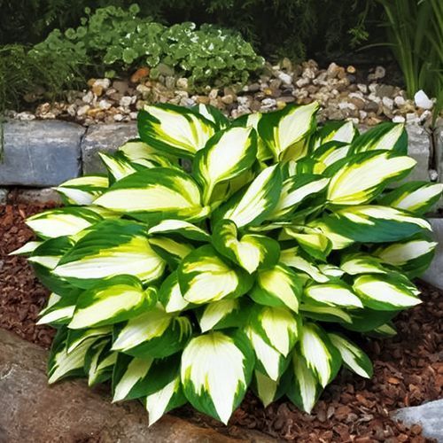 Хоста Колор Фестиваль № 1