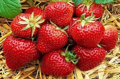 Топ-11 сортов клубники: зимостойкие, урожайные, вкусные Топ-11 сортов клубники: зимостойкие, урожайные, вкусные
