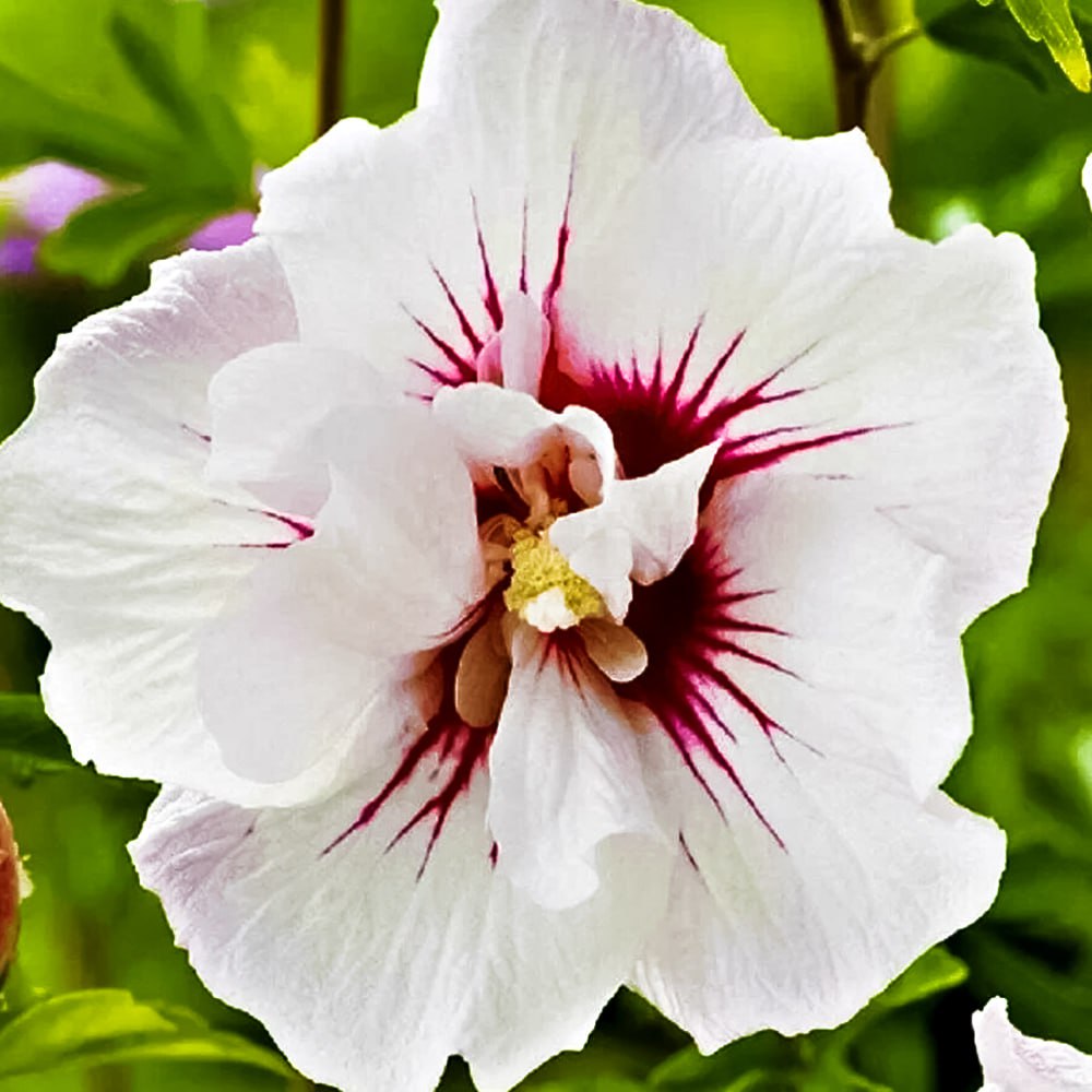 Гибискус сирийский Чайна Шифон