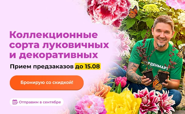 Коллекционные сорта луковичных и декоративных! Прием предзаказов до 15.08. Отправим в сентябре