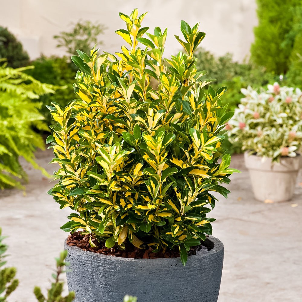 Бересклет засухоустойчивый Форчуна Санспот