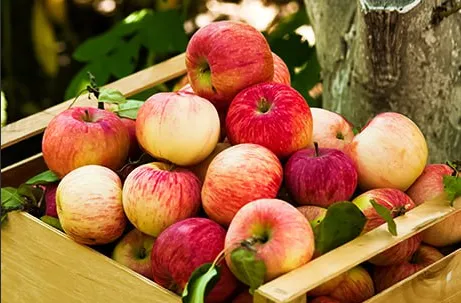 Сочные и спелые: сорта яблонь, идеальных для Казахстана