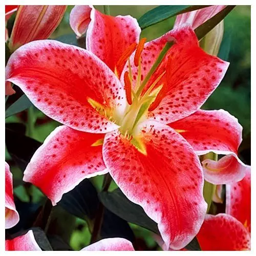 Лилия восточная Старгейзер