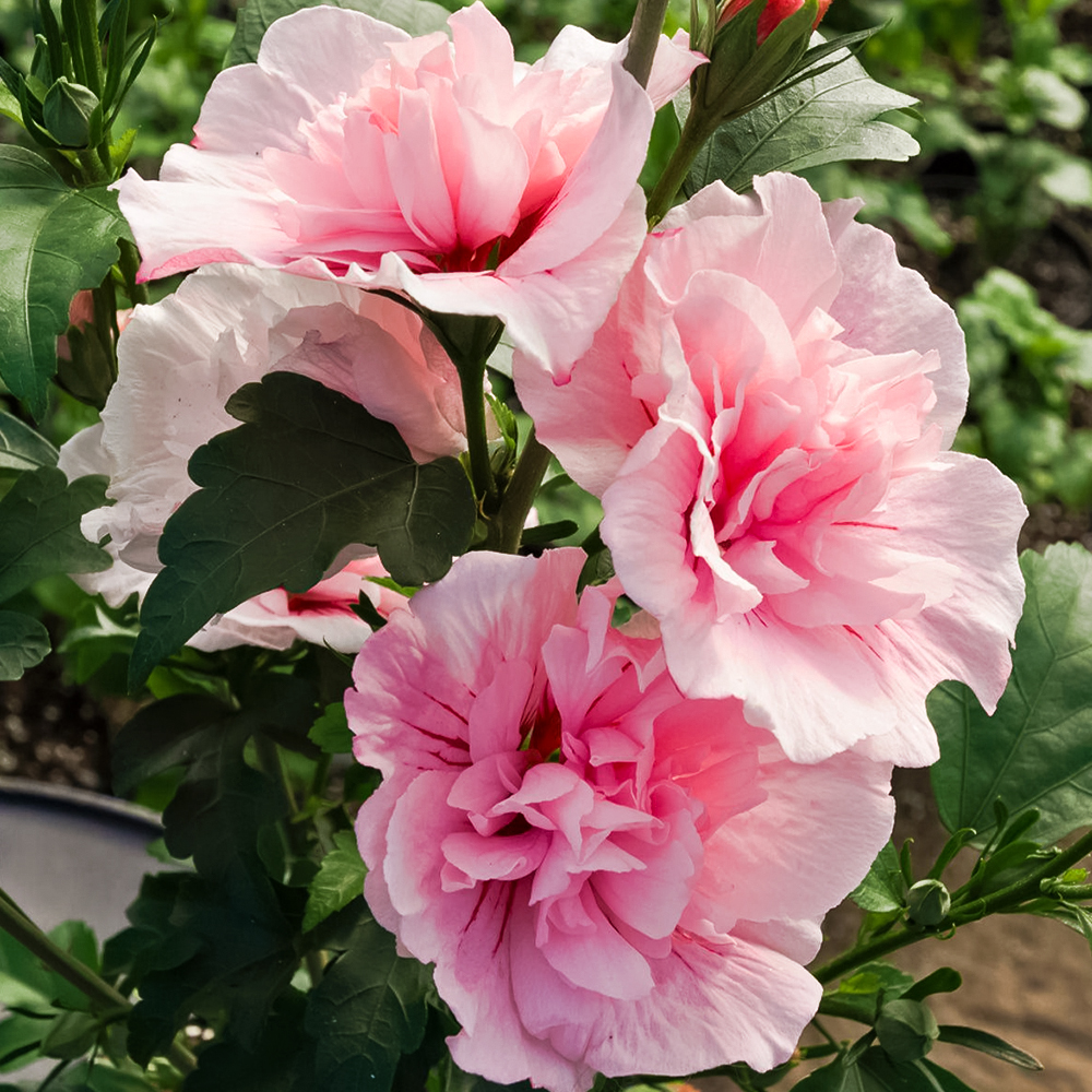 Гибискус сирийский Пинк Шифон