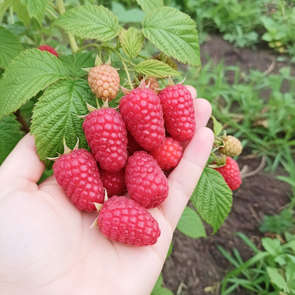 Малина крупноплодная Краса России