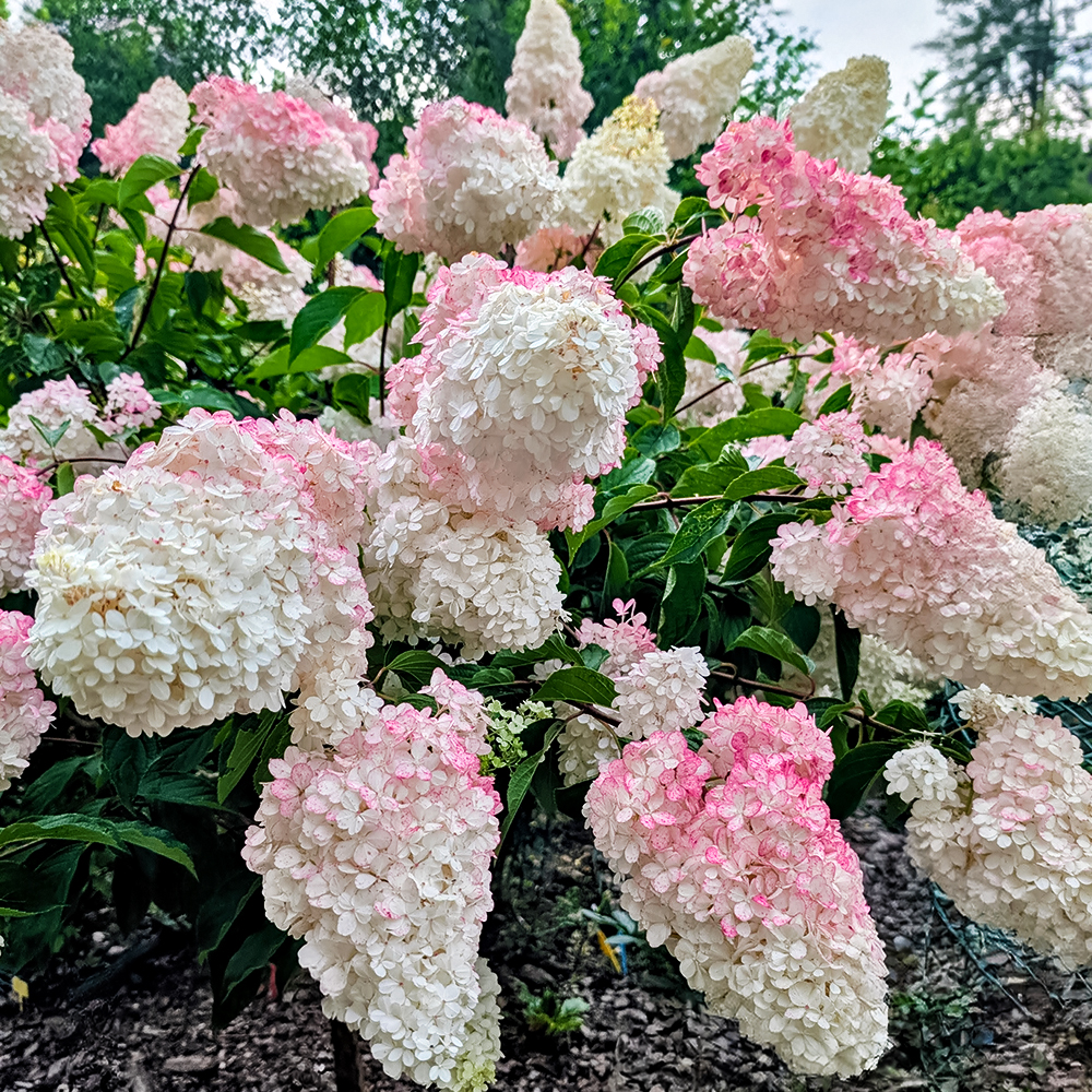 Гортензия метельчатая Ванилла Фрейз