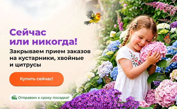 Сейчас или никогда! Закрываем прием заказов на кустарники, хвойные и цитрусы. Отправим к сроку посадки!