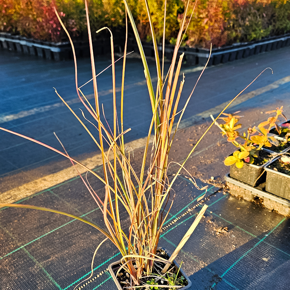 Мискантус китайский Грациллимус