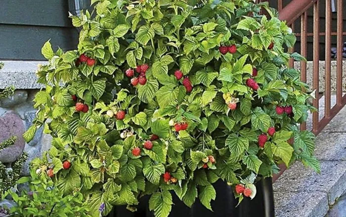 Что такое карликовая малина и где ее высаживают