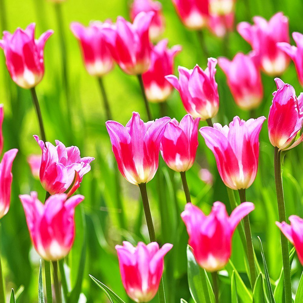 Тюльпан лилиецветный Мисс Элеганс