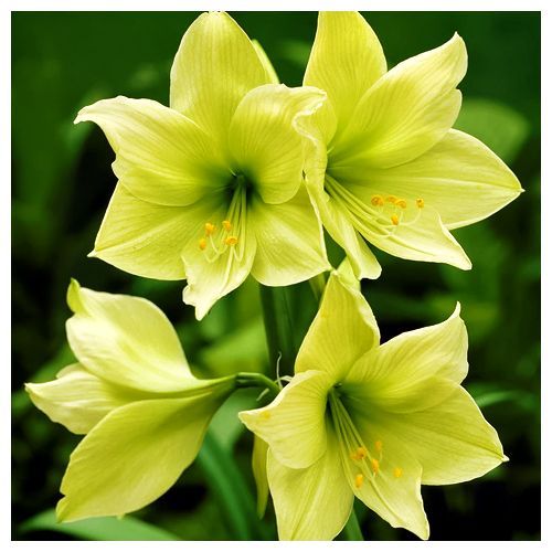 Амариллис (гиппеаструм) Лемон Лайм