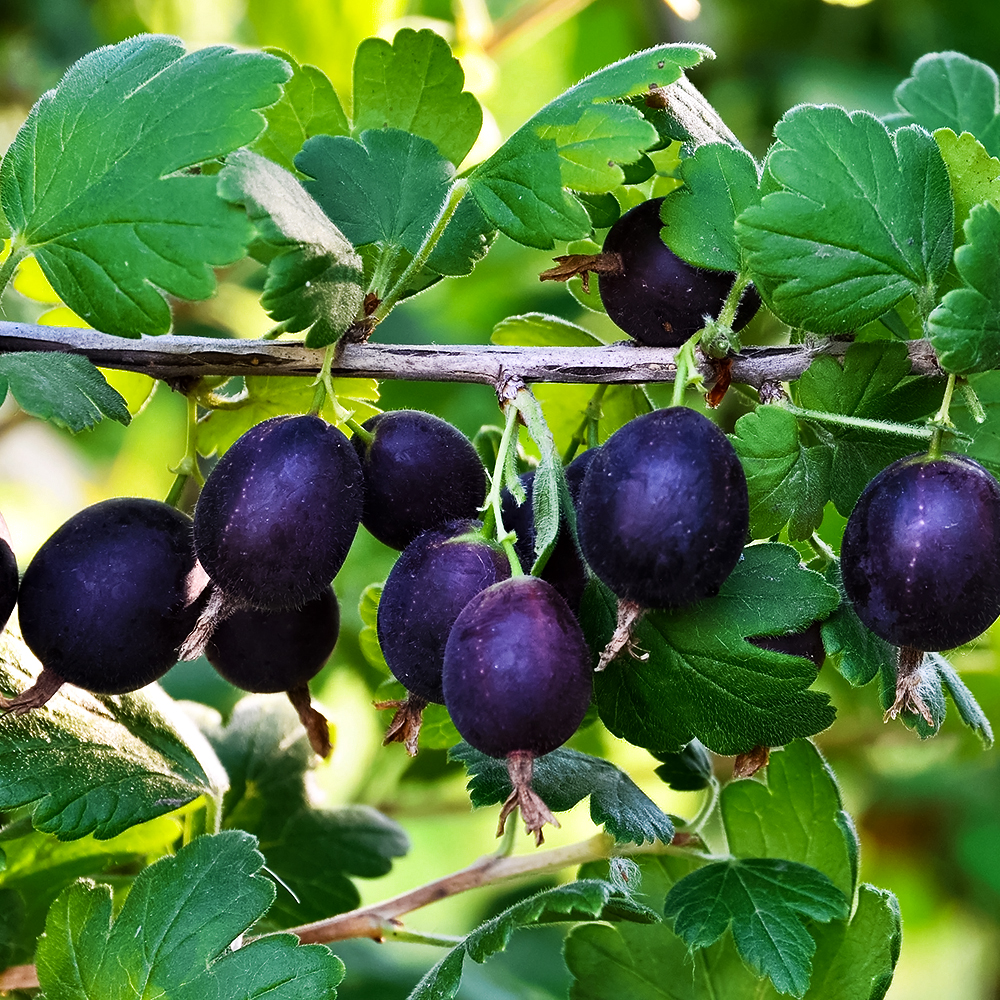 Крыжовник с мягкими шипами Орленок