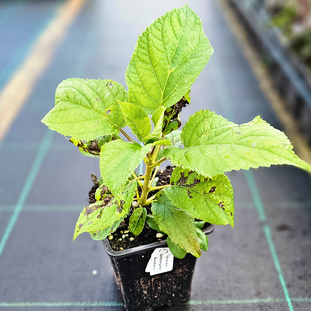 Гортензия древовидная Анабель