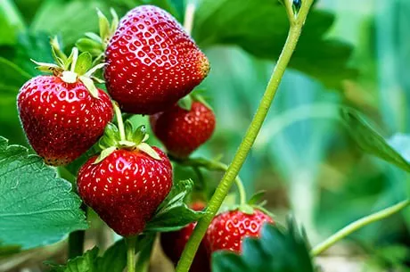 Клубника для ленивых: 5&nbsp;правил, чтобы ягоды &laquo;росли сами&raquo;