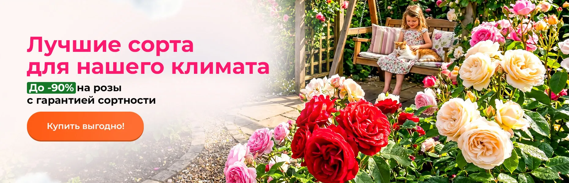 Лучшие сорта для нашего климата! До -90% на розы с гарантией сортности