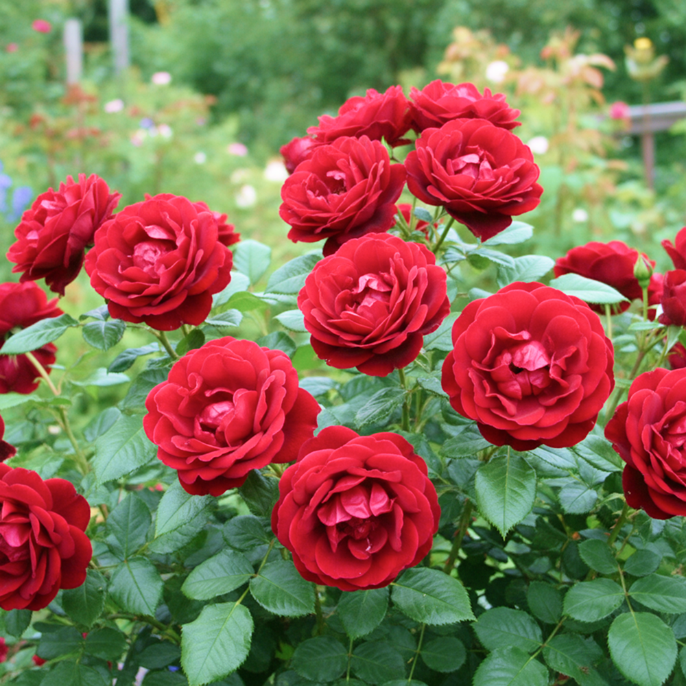 

Роза канадская Хоуп фо Хьюманити