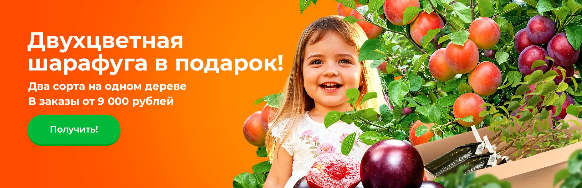 Двухцветная шарафуга в подарок! Два сорта на одном дереве В заказы от 9 000 рублей