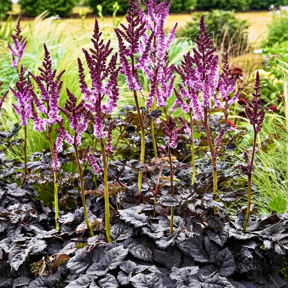 Астильба китайская Дарксайд оф зе Мун