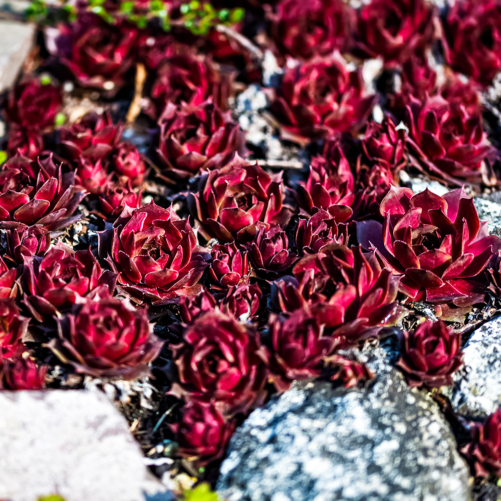 

Молодило Отелло