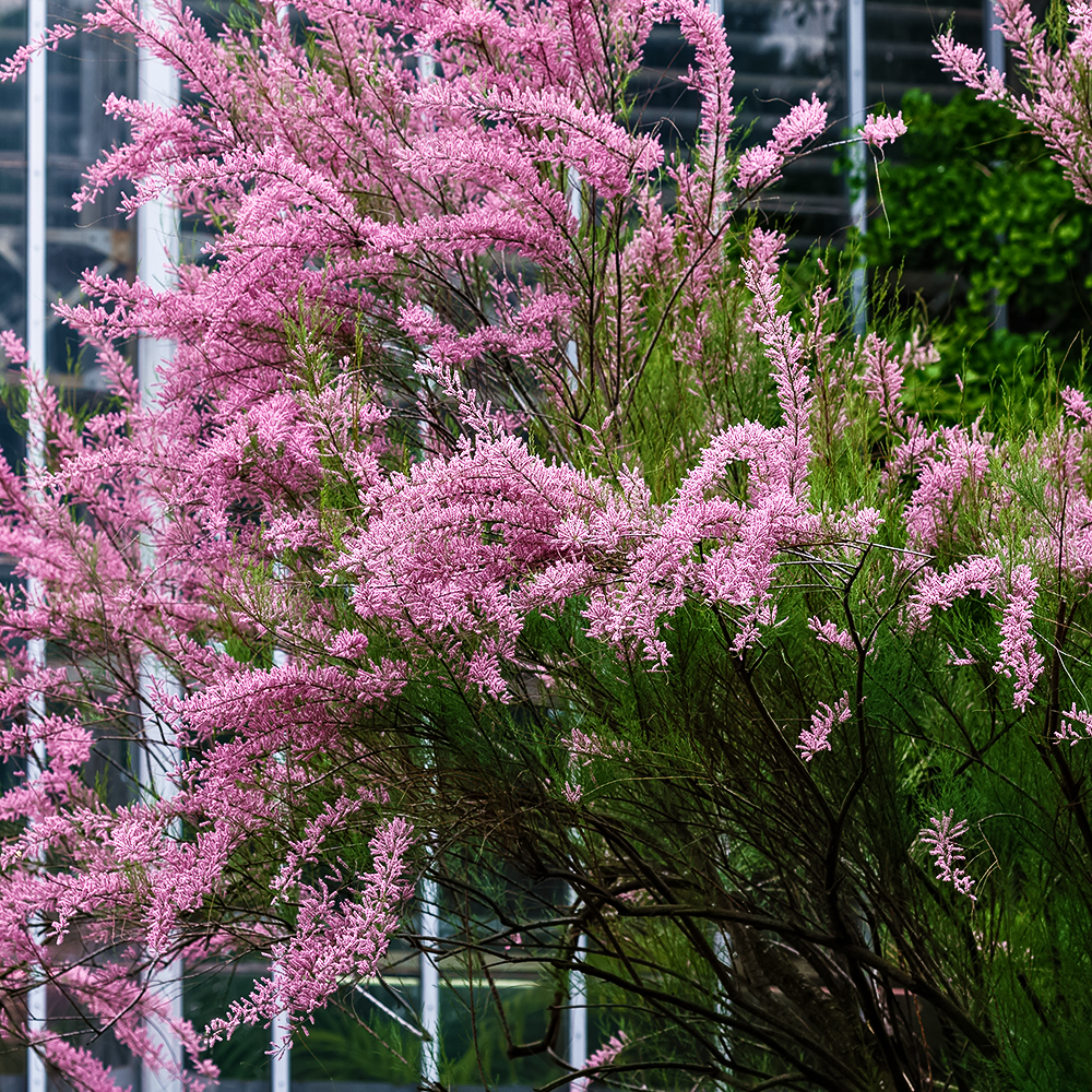 

Тамарикс ветвистый морозостойкий Рубра