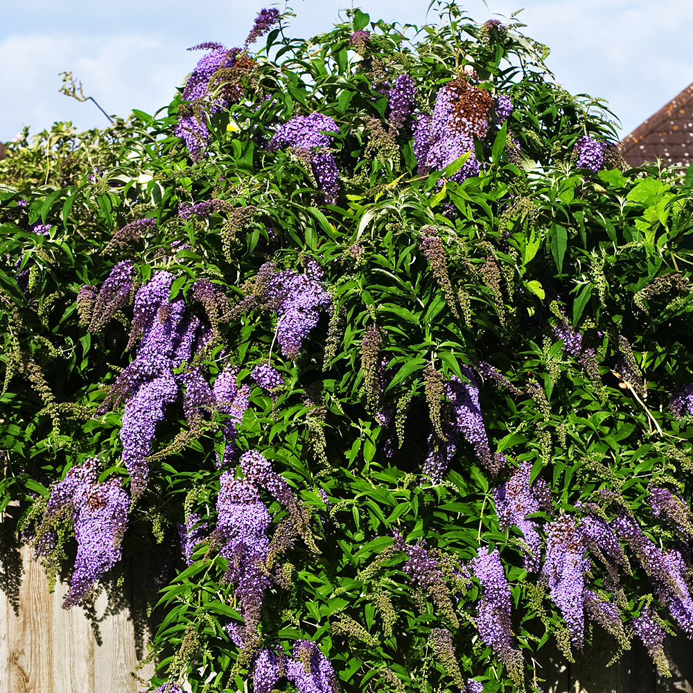 

Буддлея Давида компактная Вистерия Лэйн