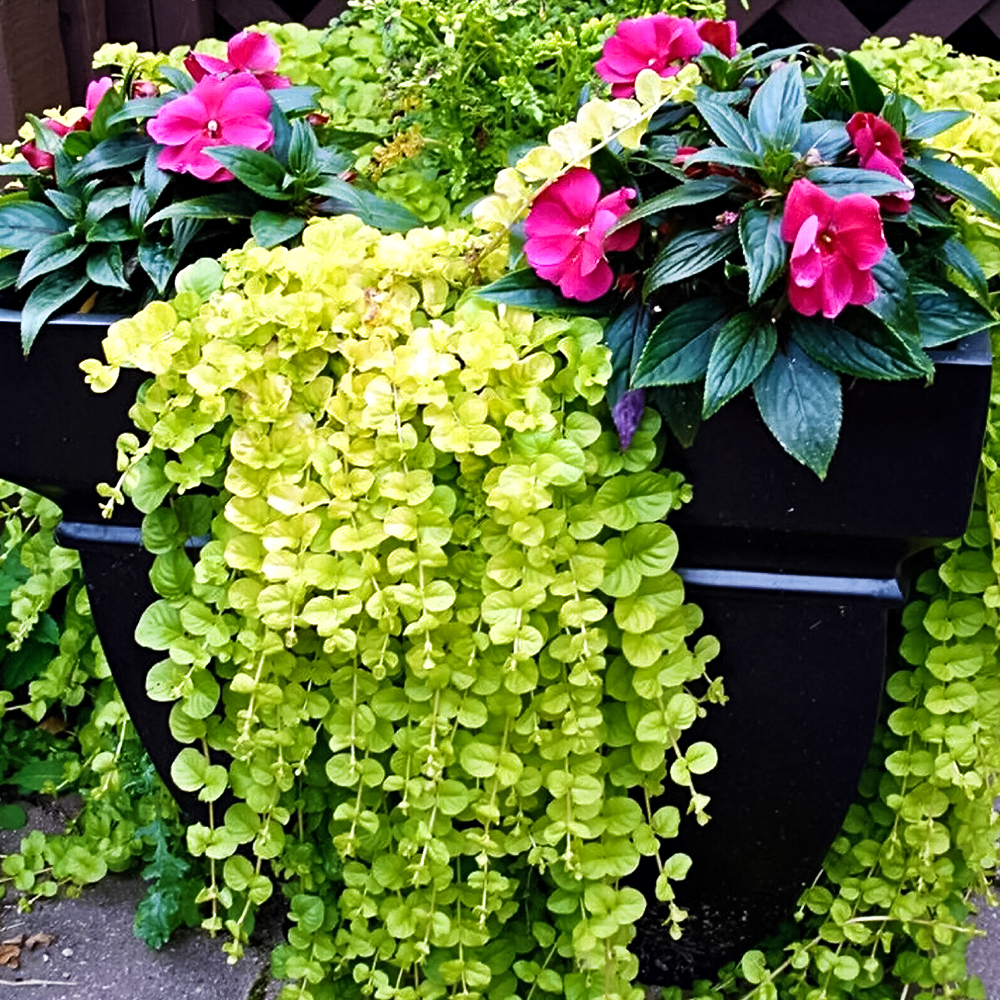 Вербейник монетчатый почвопокровный Голдилокс