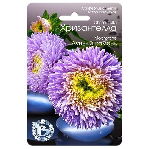 

Астра китайская Хризантелла Лунный камень Биотехника