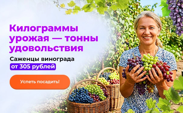 Килограммы урожая — тонны удовольствия! Саженцы винограда от 305 рублей