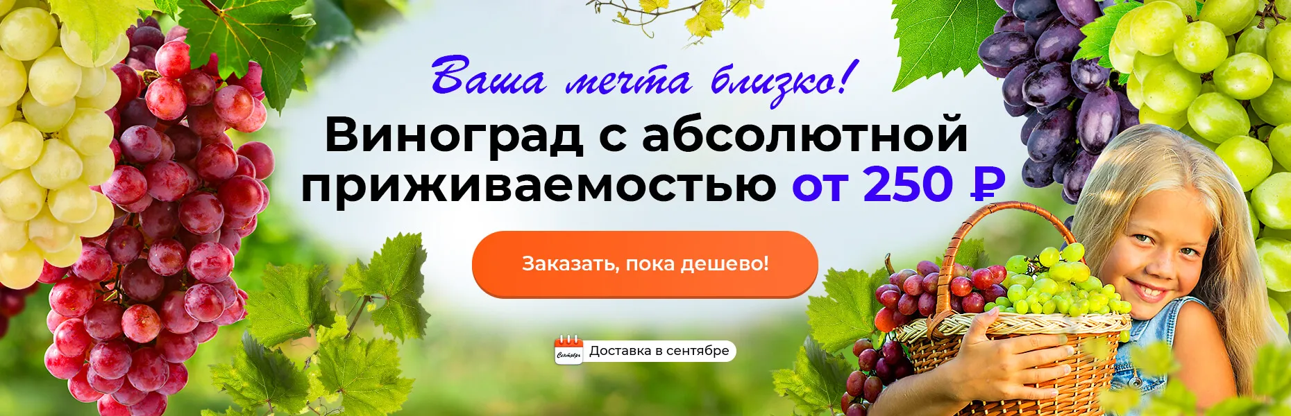 Ваша мечта близко! Виноград с абсолютной приживаемостью от 250 ₽