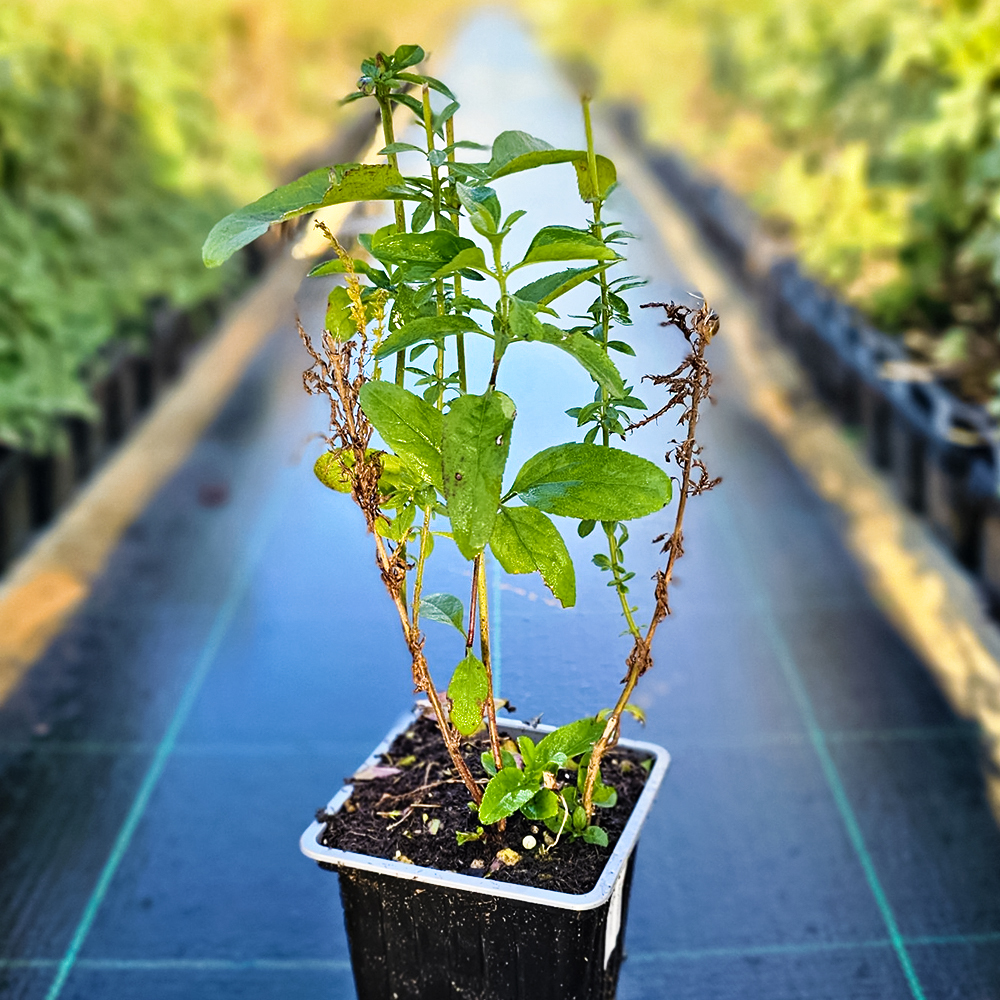 Вероника колосковая Перпл Эксплоужн