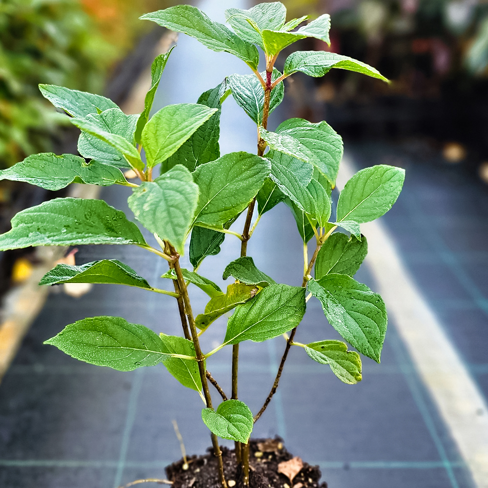 Гортензия метельчатая Лаймлайт