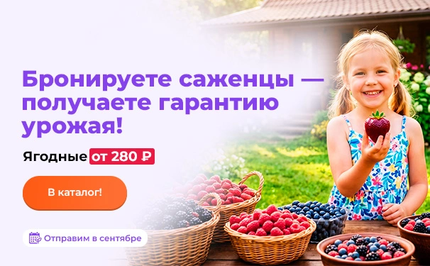Бронируете саженцы — получаете гарантию урожая! Ягодные от 280 рублей. Отправим в сентябре