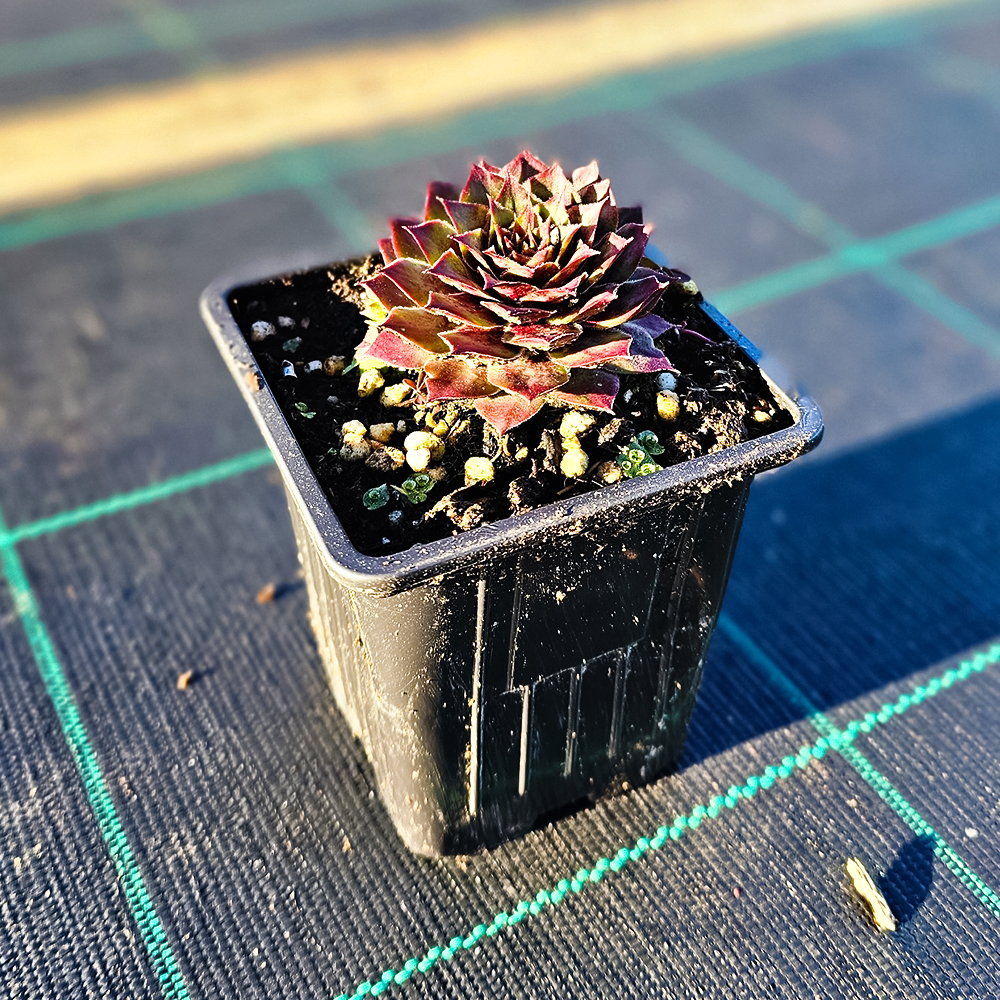 Молодило Киллер