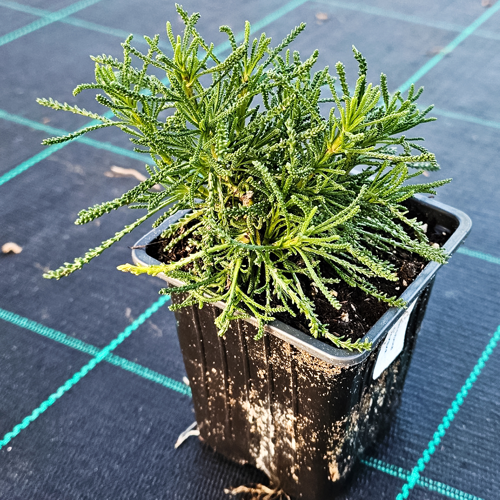 Сантолина неприхотливая Оливия