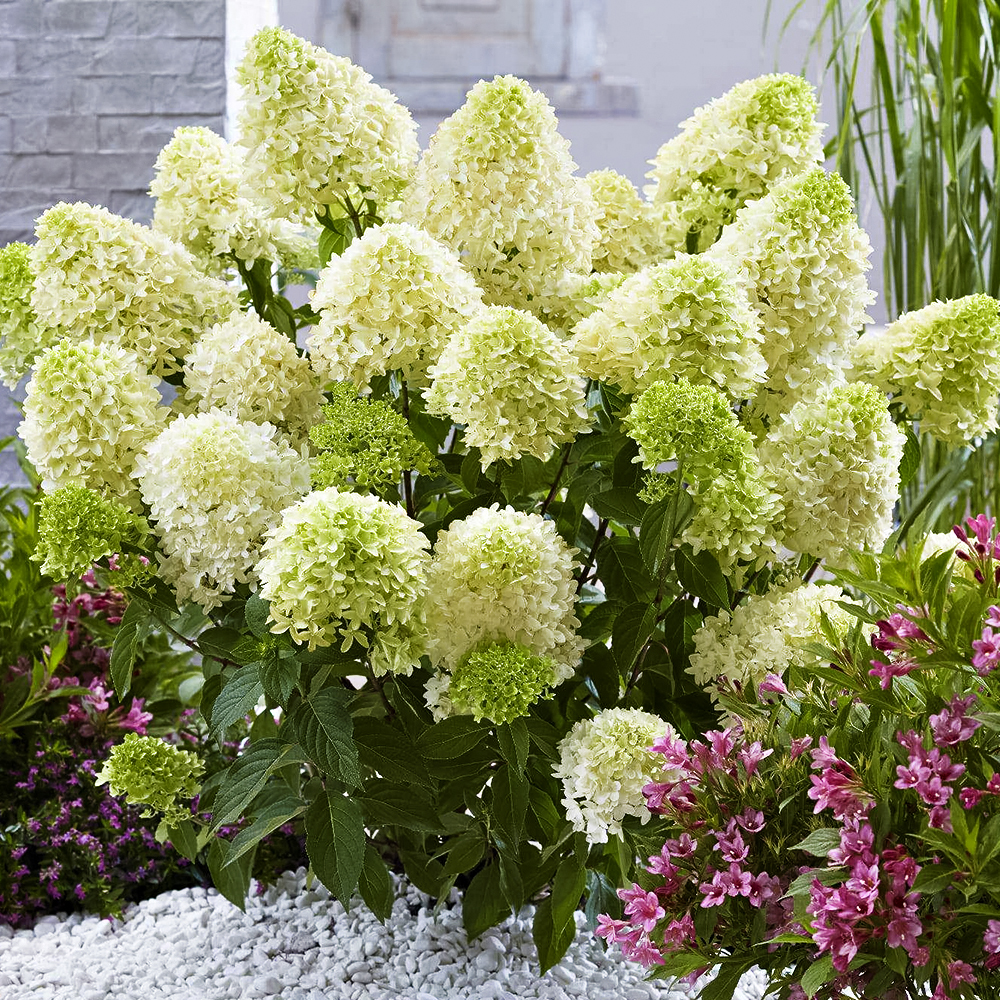 Гортензия метельчатая горшечная Скайфолл