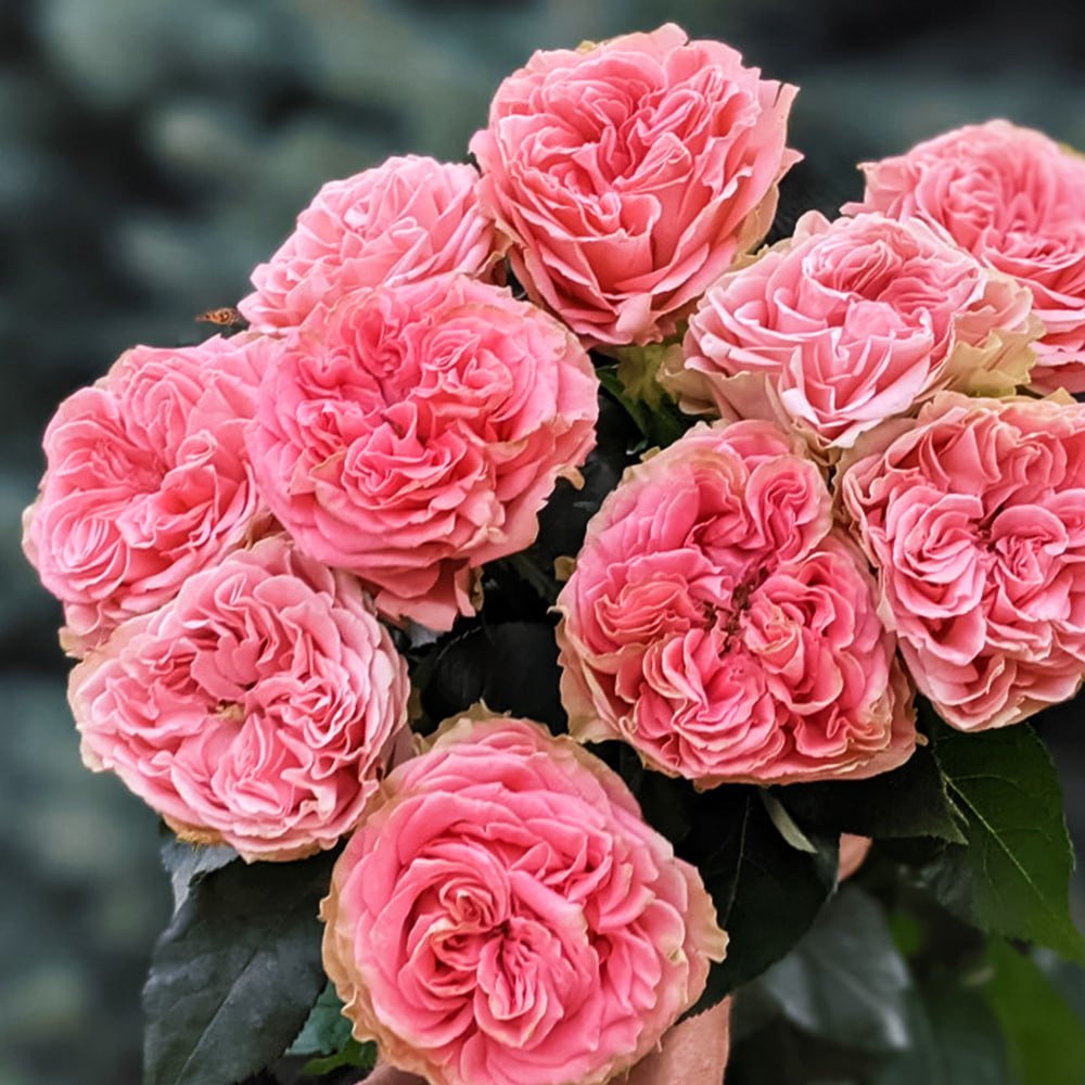 

Роза чайно-гибридная Кантри Корал Герл