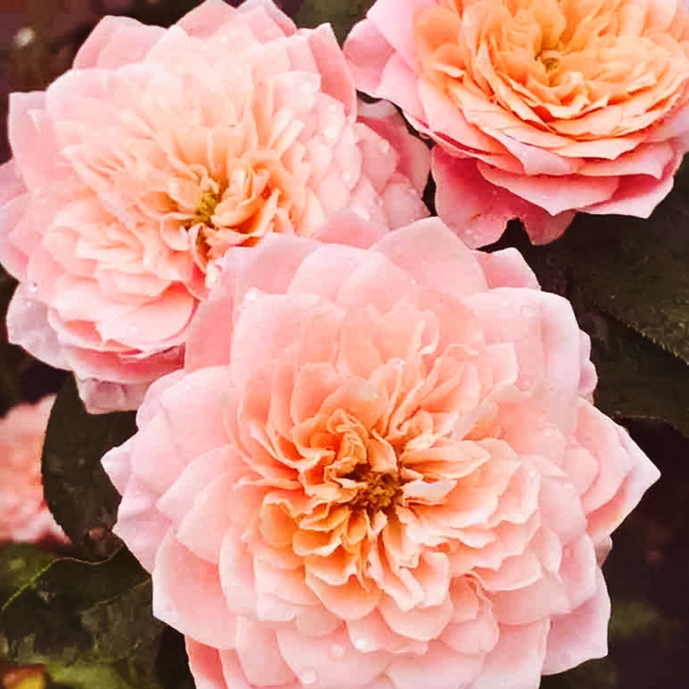 

Роза чайно-гибридная жаростойкая Микото