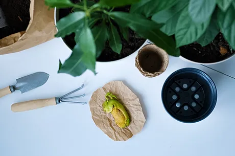 Как вырастить манго из косточки