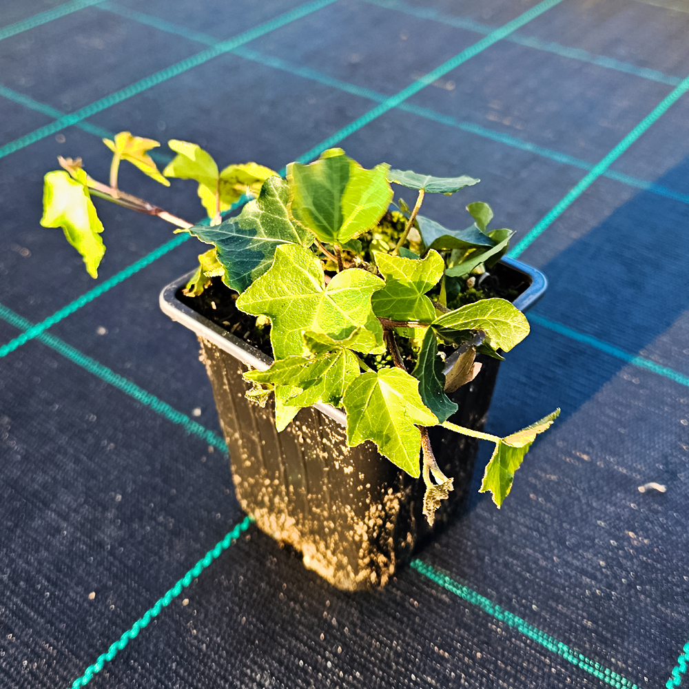 Плющ (хедера) для дома и сада Криспи