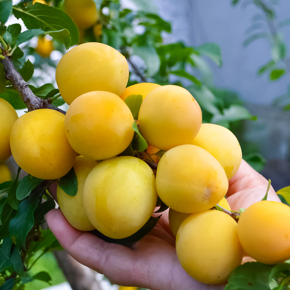 

Слива низкорослая для севера Белоснежка