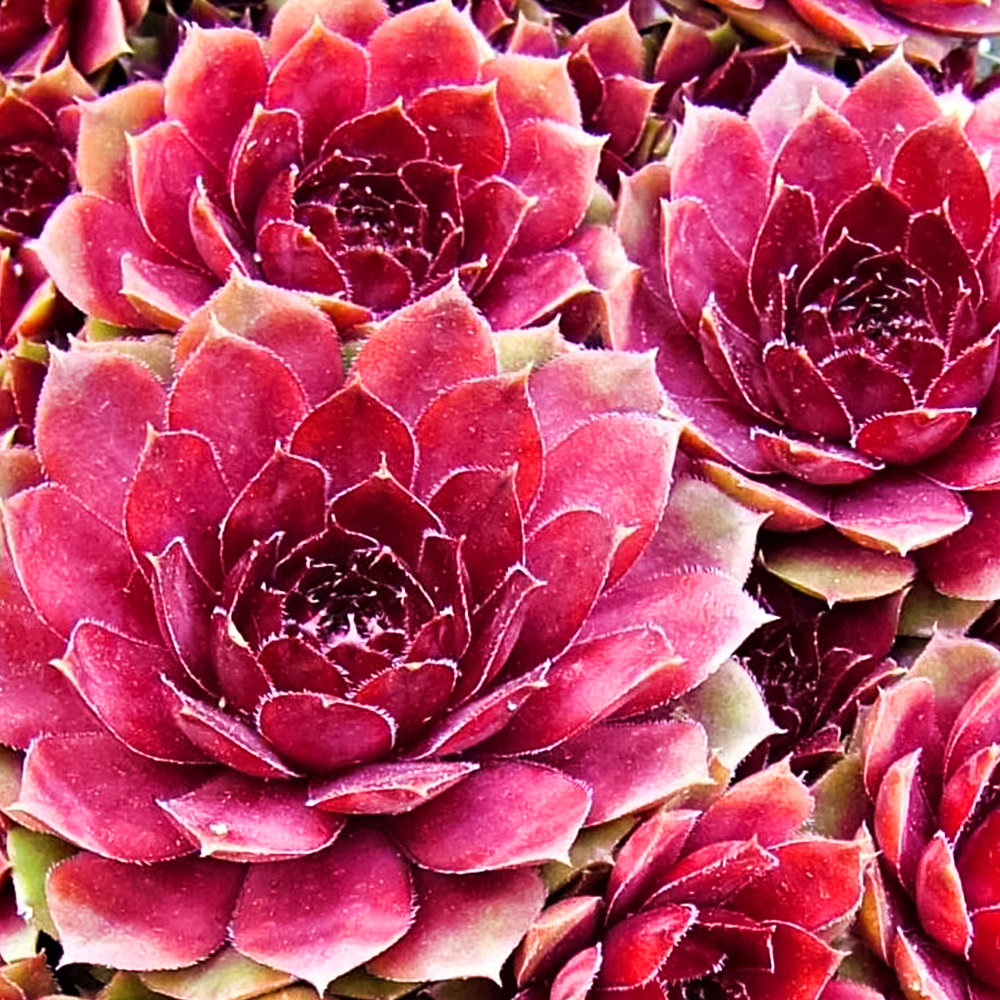 

Молодило Биг Сем Пинк Помело